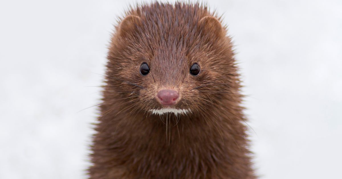 The above stock image is of a mink.