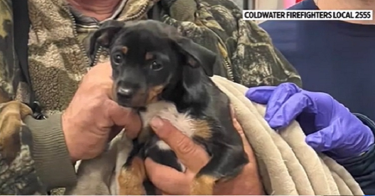 A puppy named Whip who was saved from a fentanyl overdose in Michigan.