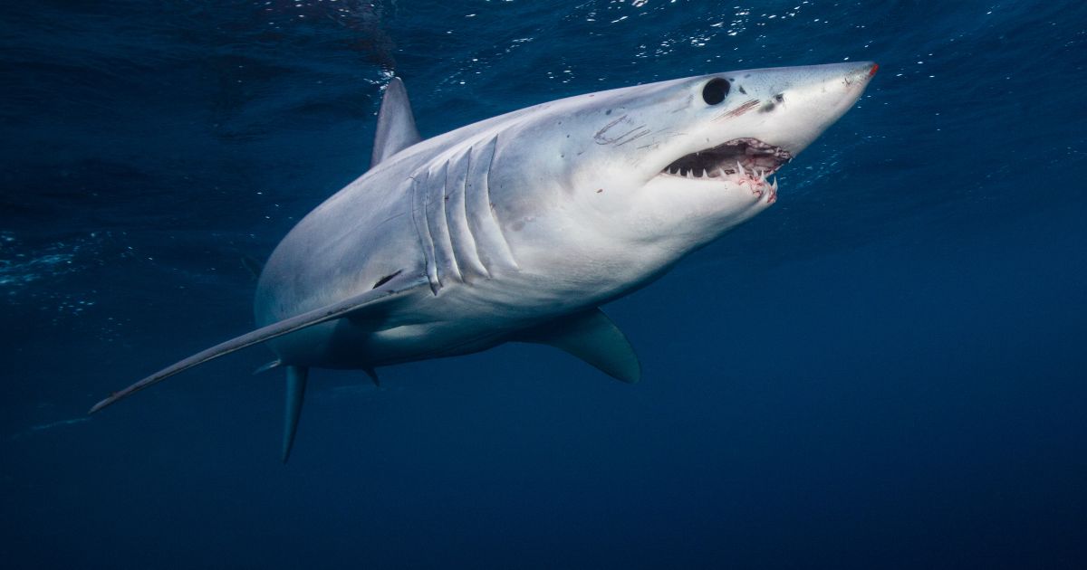 The above stock image is of a shark.