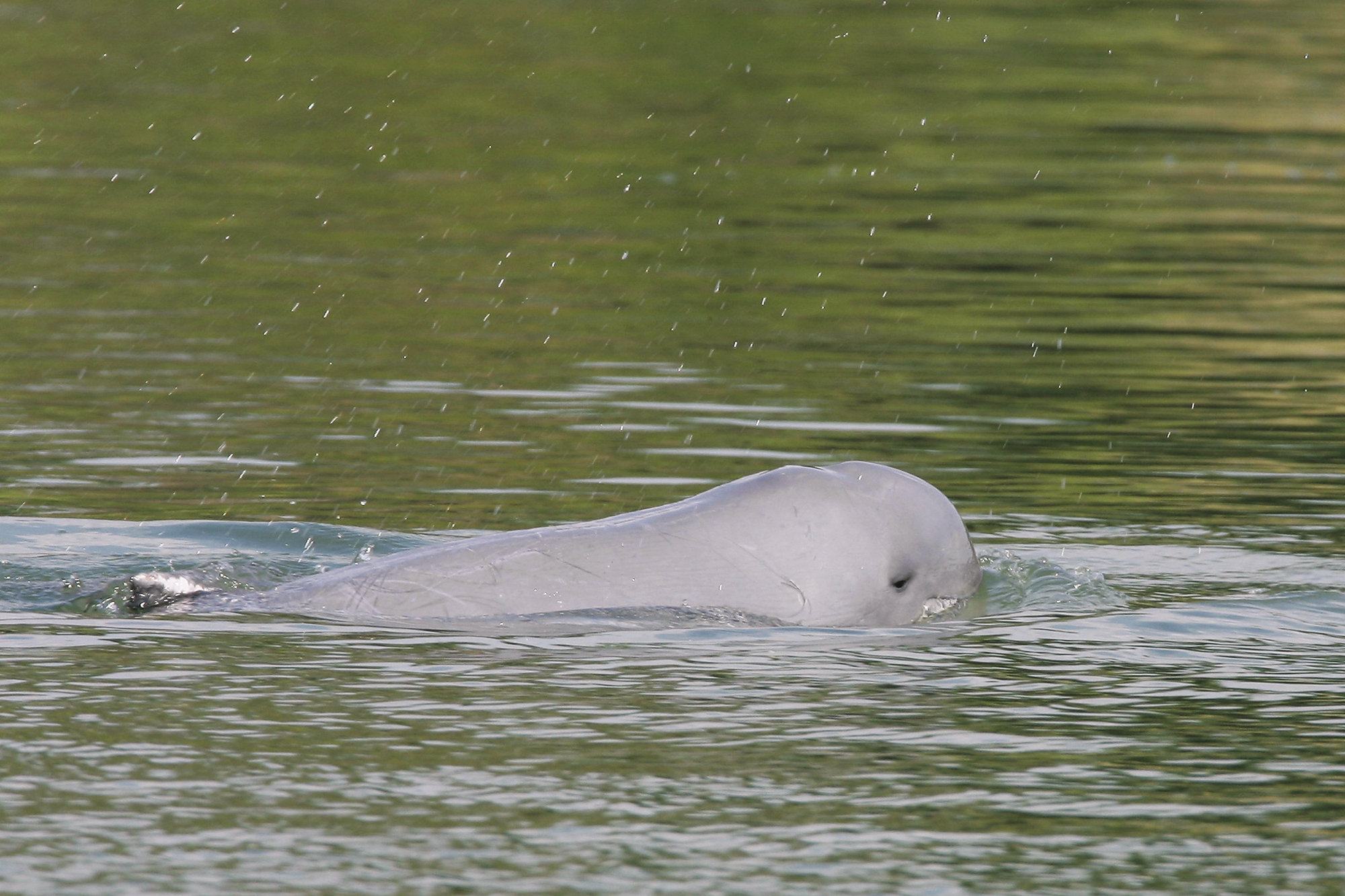 A Mekong River dolphin appears on the Mekong River at Kampi village, Cambodia, on March 17, 2009.