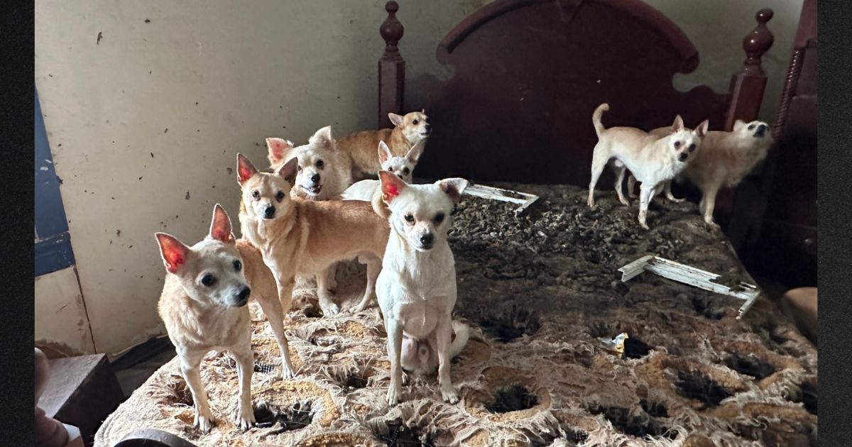 More than 75 dogs were rescued from the filthy, rotting house.
