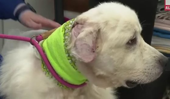 Casper, a Great Pyrenees livestock guardian dog, killed eight of 11 coyotes attacking his family's sheep, but was severely injured in the fight.