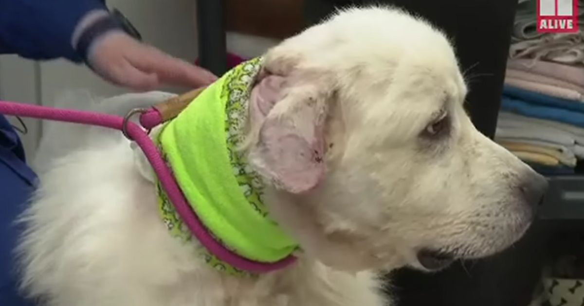 Casper, a Great Pyrenees livestock guardian dog, killed eight of 11 coyotes attacking his family's sheep, but was severely injured in the fight.