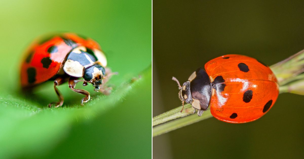 At left is the Asian lady beetle (Harmonia axyridis) resting on a green leaf. At right is the common seven-spotted ladybug (Coccinella septempunctata) crawling on a plant.