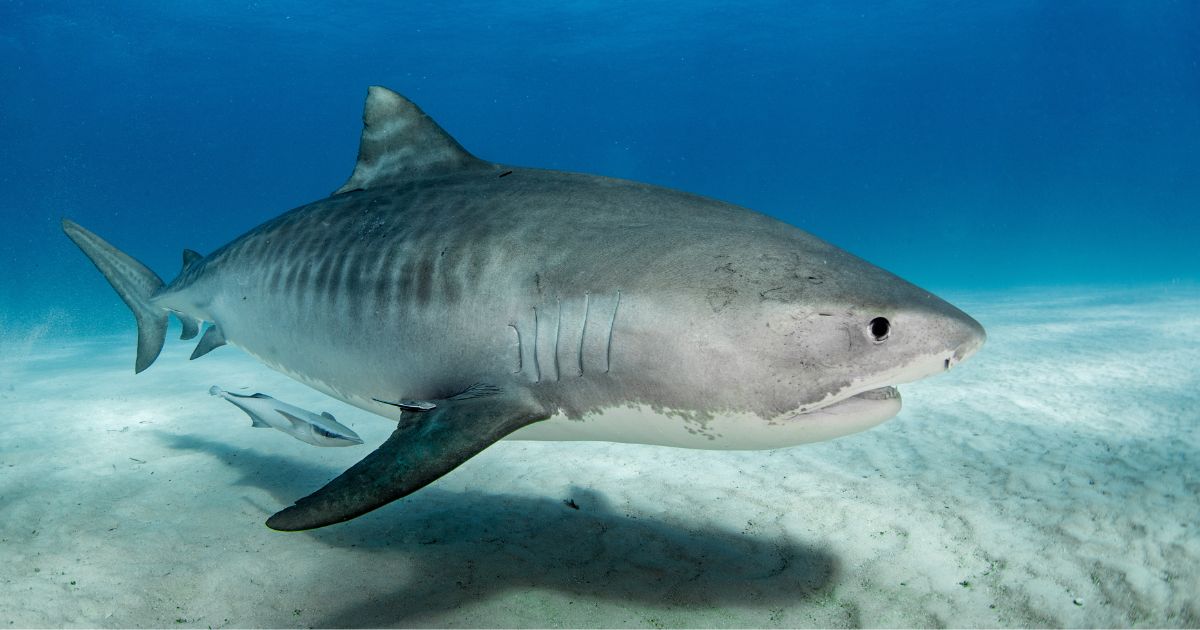 A tiger shark swims off the coast of the Bahamas. The aggressive species is responsible for a majority of the shark attacks in Hawaiian waters.