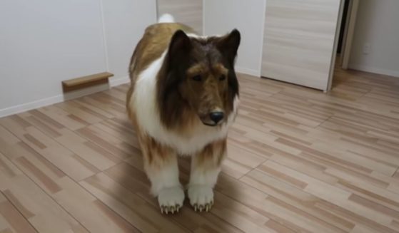 A Japanese man spent thousands of dollars on a hyper-realistic dog costume.