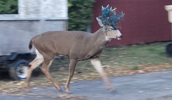 Members of the Oregon Department of Fish and Wildlife rescued this deer, which had its antlers tangled in Christmas lights.