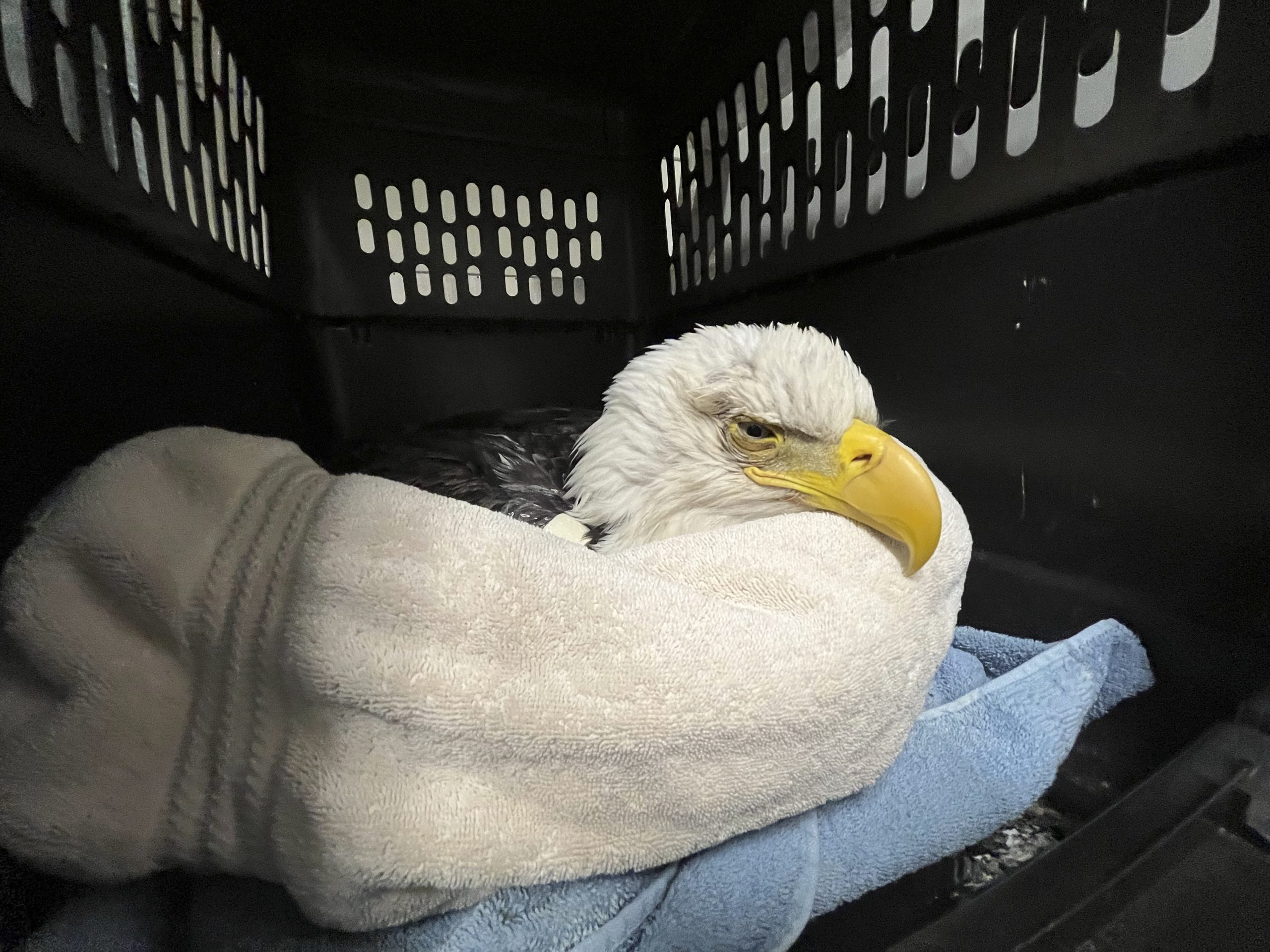 A bald eagle likely poisoned by scavenging the carcasses of euthanized animals that were improperly disposed of at a Minnesota landfill is seen at the University of Minnesota Raptor Center, in Minneapolis.