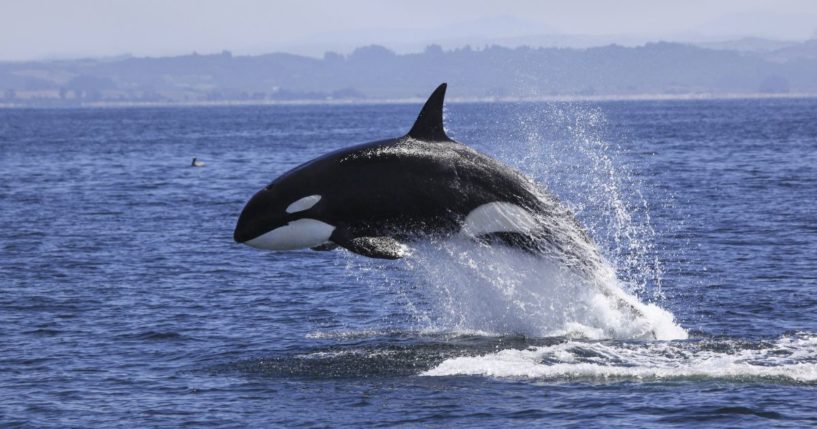 An orca whale jumps out of the water in this stock image.