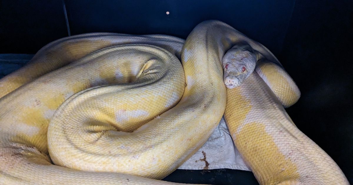 A python was found in Austin, Texas.