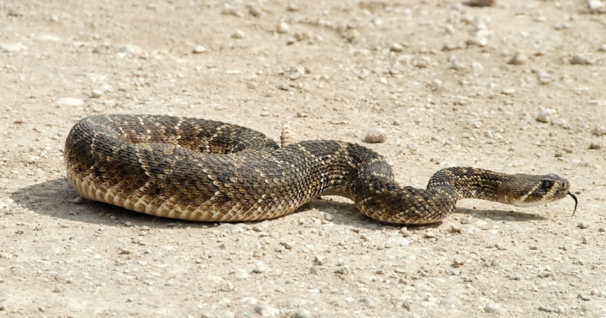 A stock photo of a western diamondback rattlesnake.