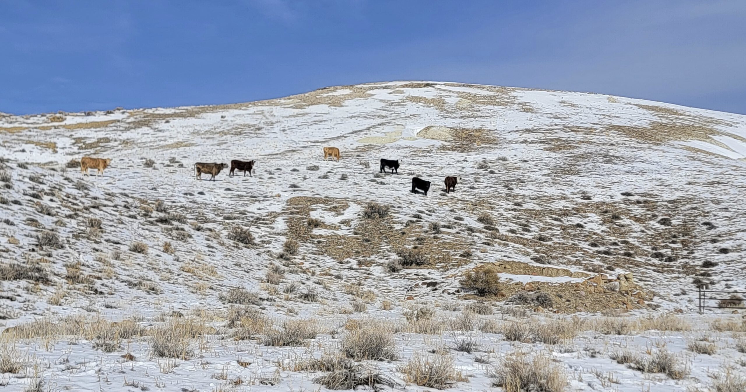 This photo provided by the Center for Biological Diversity shows seven cows seen within subpopulation 1 of Tiehm's buckwheat at Rhyolite Ridge in the Silver Peak Range of Esmeralda County, Nevada, on January 3, 2023.