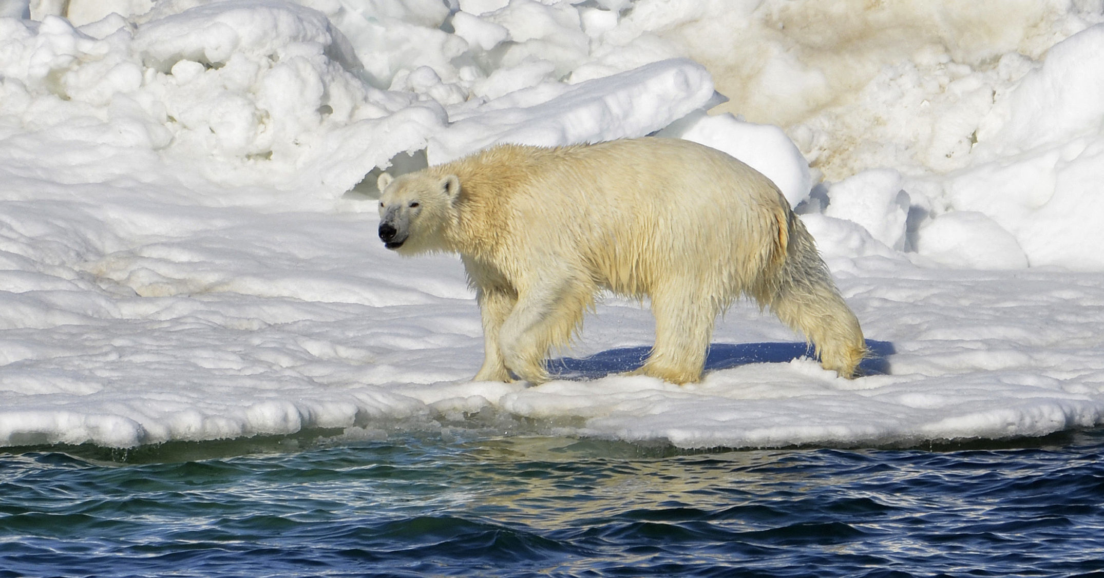 A polar bear dries off after taking a swim in the Chukchi Sea in Alaska on June 15, 2014.