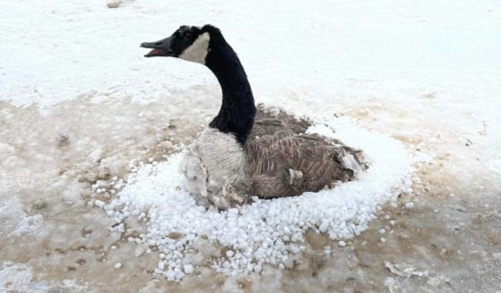 A Canada goose trapped in frozen sand in Indiana was rescued by firefighters after good Samaritans were unable to free the trapped bird.