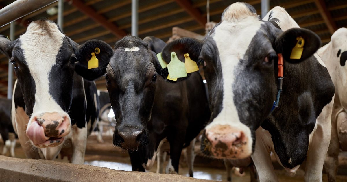 A stock photo shows cows on a dairy farm.
