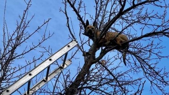 The Caldwell Fire Department in Caldwell, Idaho, responded to a call of a dog that got stuck in a tree on Wednesday after chasing a squirrel.