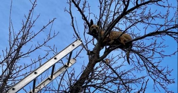 The Caldwell Fire Department in Caldwell, Idaho, responded to a call of a dog that got stuck in a tree on Wednesday after chasing a squirrel.