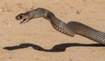 An Australian eastern brown snake in seen in the strike position.