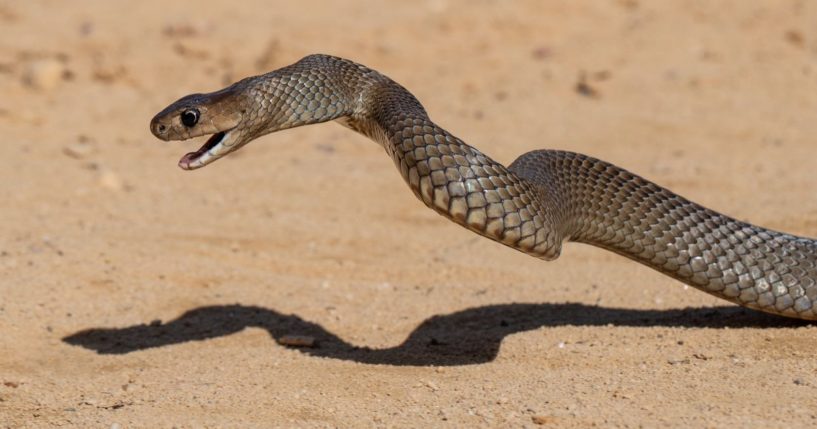 An Australian eastern brown snake in seen in the strike position.