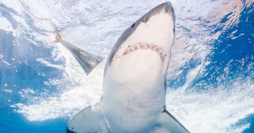 A great white sharks is seen in a 2016 file photo taken off the coast of Mexico.