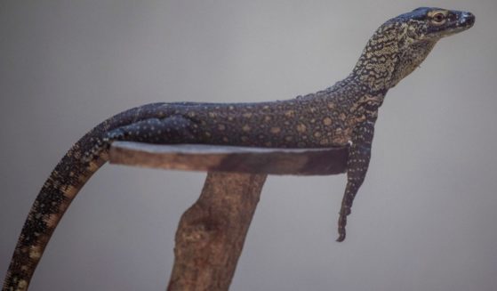 A four-month-old Komodo dragon sits on a perch in an enclosure in Surabaya Zoo in East Java, Indonesia, on June 27.