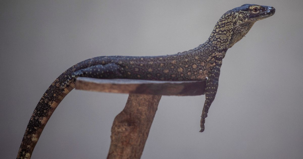 A four-month-old Komodo dragon sits on a perch in an enclosure in Surabaya Zoo in East Java, Indonesia, on June 27.