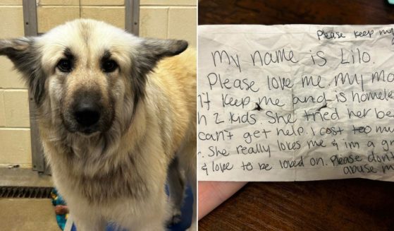 Lilo was found with a note attached to her collar.