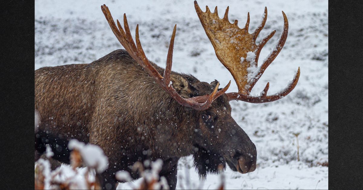 A bull moose is seen in an undated file photo taken in Anchorage, Alaska.