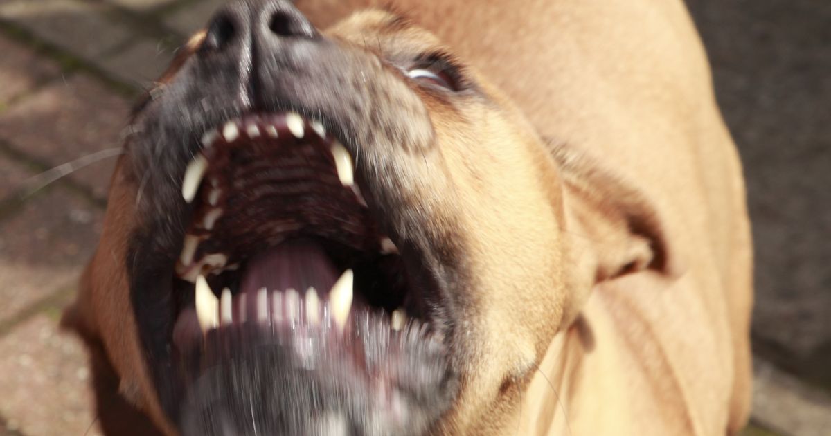 A pit bull bares it's teeth while barking in this stock photo.