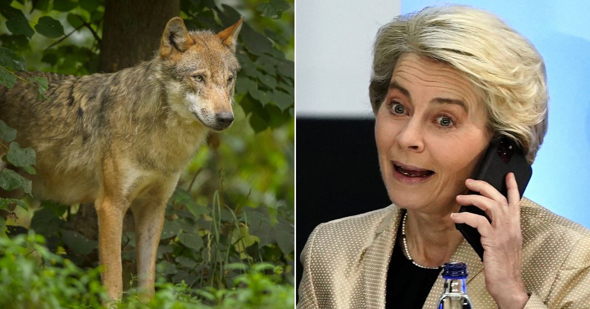 At left, a European gray wolf, Canis lupus lupus, is seen in Germany. One of the animals killed the pony of European Commission President Ursula von der Leyen, right.