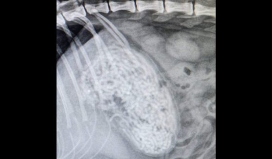 The X-ray shows hair ties that a cat consumed.