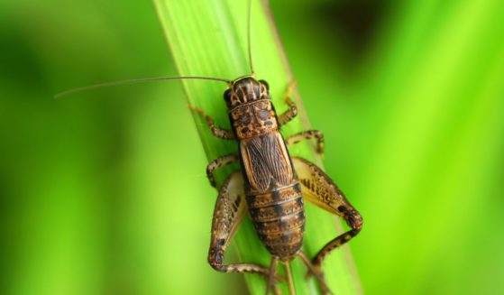 A cricket reposes on a leaf in this stock image.