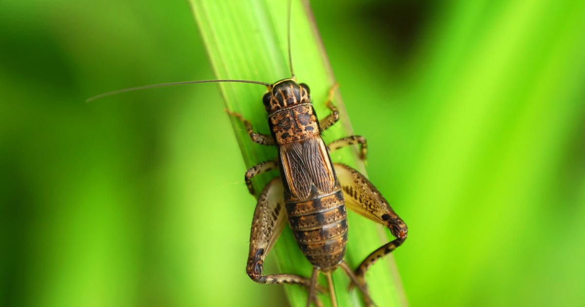 A cricket reposes on a leaf in this stock image.