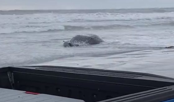 A whale's carcass washing ashore on the New Jersey coast last week. (@njotcom / Twitter screen shot)