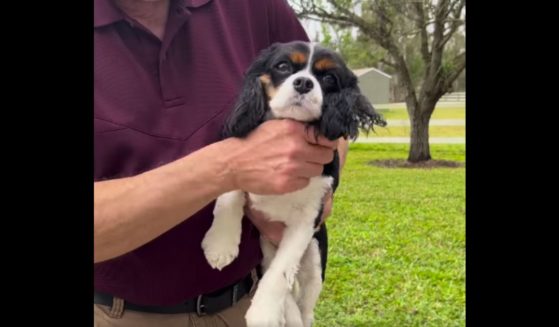 A dog was reunited with its owners in Fort Myers, Florida, after allegedly being stolen on Wednesday.