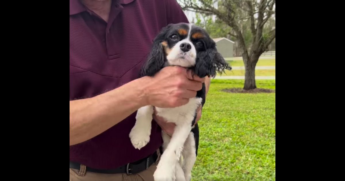 A dog was reunited with its owners in Fort Myers, Florida, after allegedly being stolen on Wednesday.