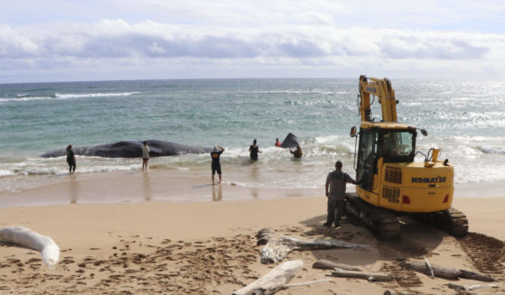 an excavator attempting to free a beached whale