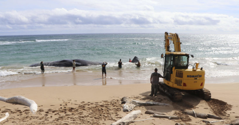 an excavator attempting to free a beached whale