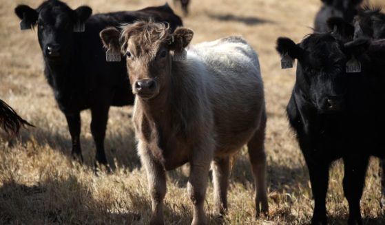 Cattle ranchers are keeping an uneasy eye on the crisis at the U.S.'s southern border, fearing that devastating diseases may be entering the country along with the immigrants.