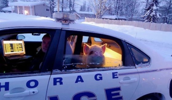 a pig in a police car