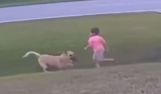 In a viral video, a dog knocks down a child to protect him from two other dogs.