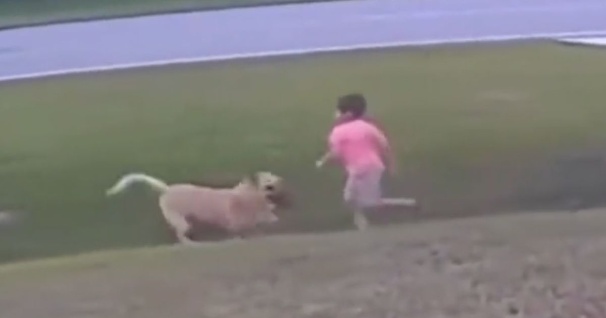 In a viral video, a dog knocks down a child to protect him from two other dogs.