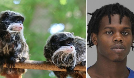 Davion Irvin was arrested in the disappearance of two emperor tamarin monkeys from the Dallas Zoo.