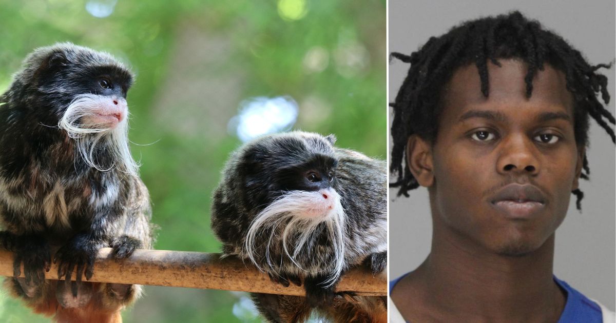 Davion Irvin was arrested in the disappearance of two emperor tamarin monkeys from the Dallas Zoo.