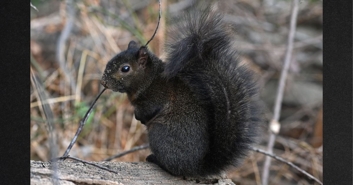 A squirrel sits on a tree trunk at Kenilworth Park and Aquatic Gardens in Washington, D.C., in this file photo from 2020.
