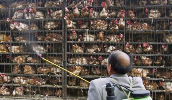 A worker disinfects chickens transported to a chicken slaughtering factory on May 4, 2006 in Xining of Qinghai Province, China.