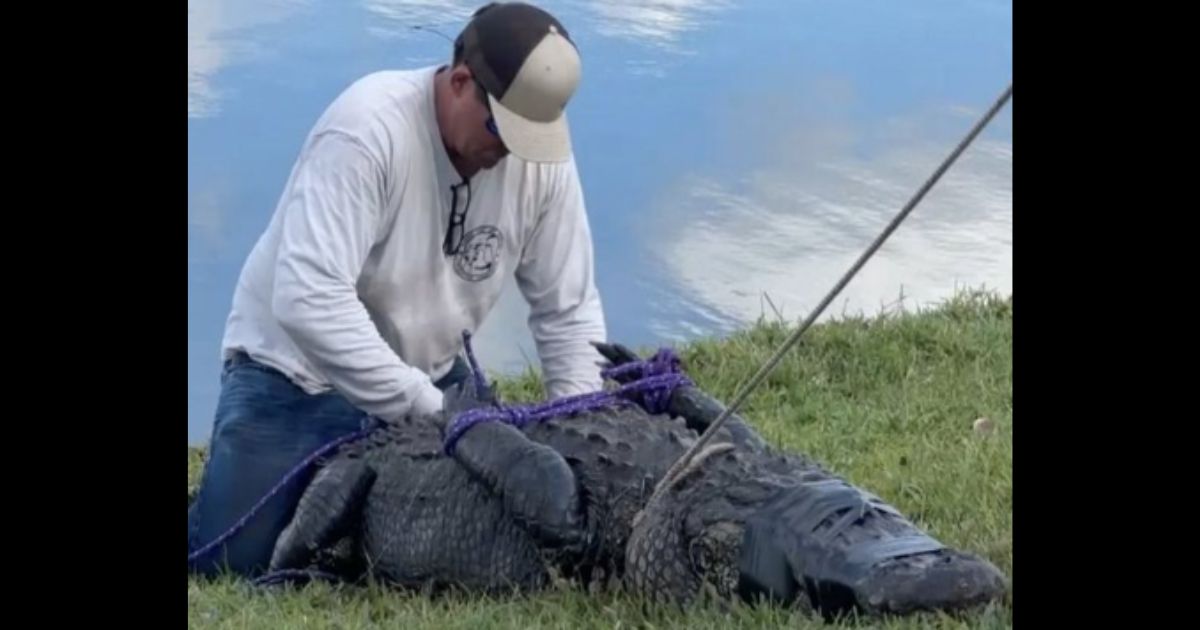 An alligator killed a woman in Florida on Monday.