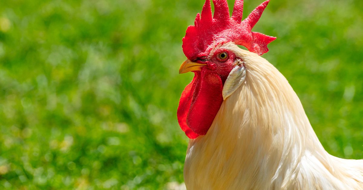 A rooster is seen in the above stock image.