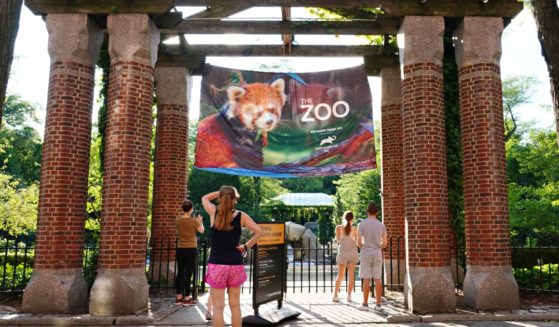 People look over a fence at the Central Park Zoo in New York City.