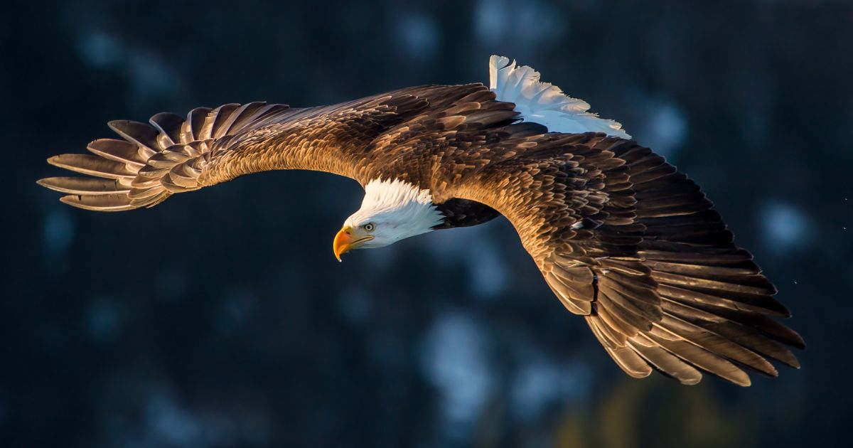A bald eagle is seen flying in the Alaskan wilderness.
